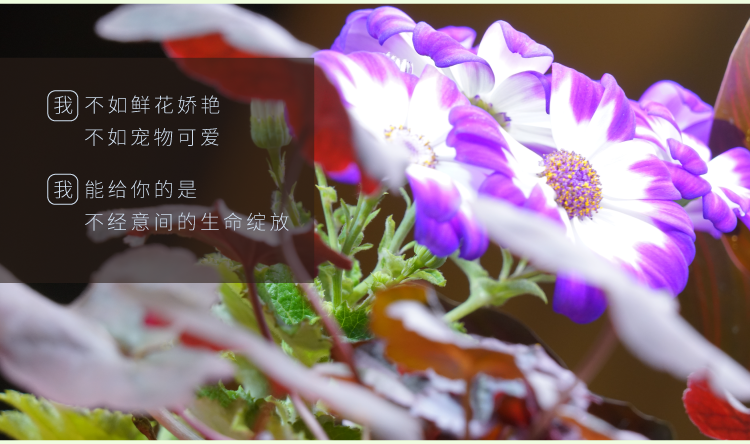 植物智能花盆仿陶瓷塑料简约创意圆形多肉花盆多彩花瓶防腐